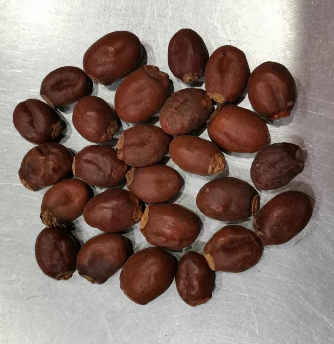 邓铁涛对药应用心得——荔枝核、橘核 - 广东新南方中医研究院